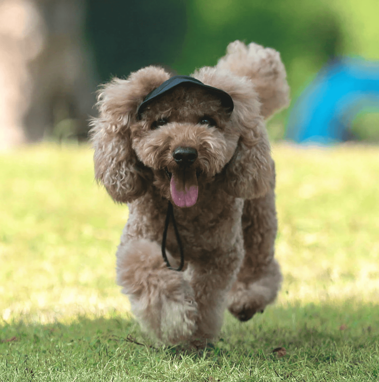 Outdoor Sun Protection Hood For Dogs