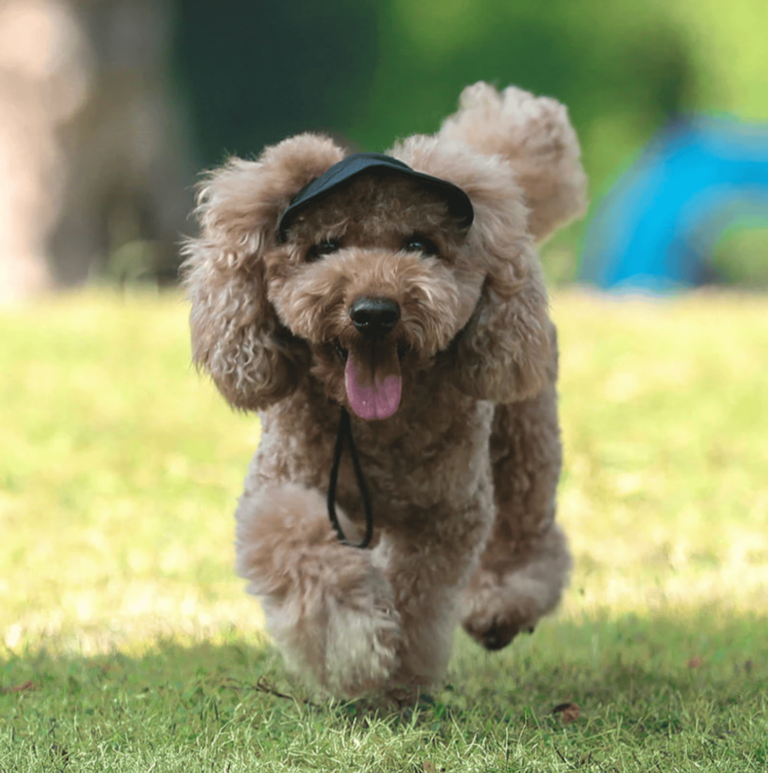 Outdoor Sun Protection Hood For Dogs