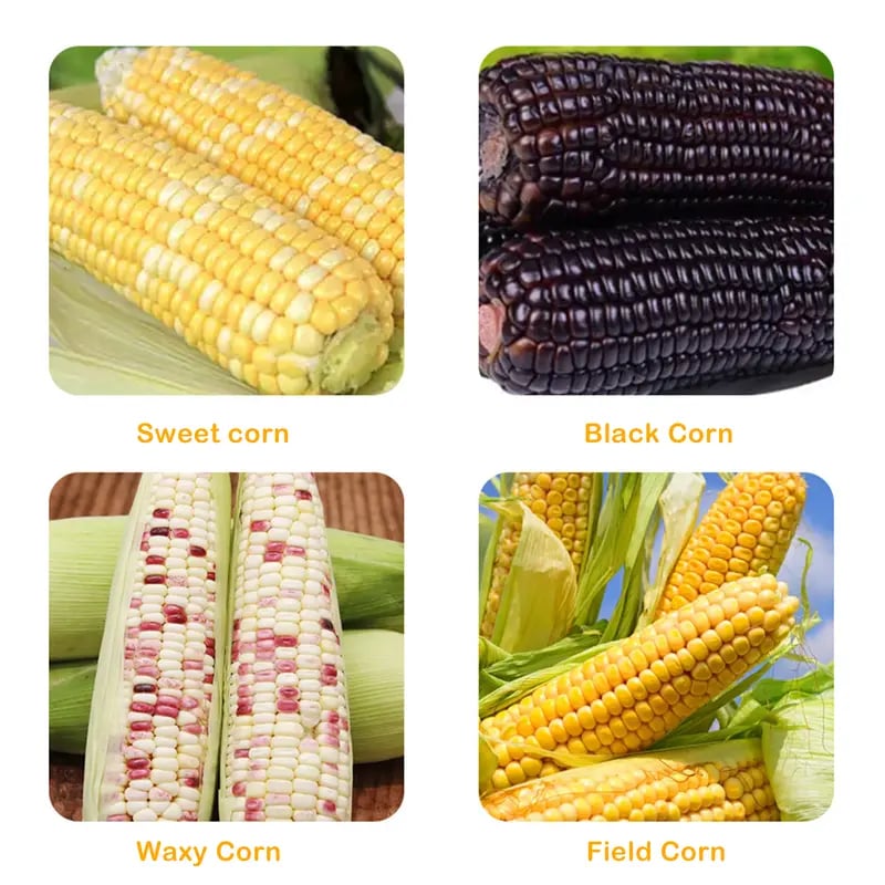 🌽Corn Kernel Peeler – Easy Corn Cob Stripper for Quick Kernel Removal
